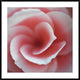 "Begonia" Framed Digital Print by Lotte Gronkjaer, 44x44"