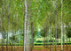 "Into the Woods, Seven" Wood, 32"x44"