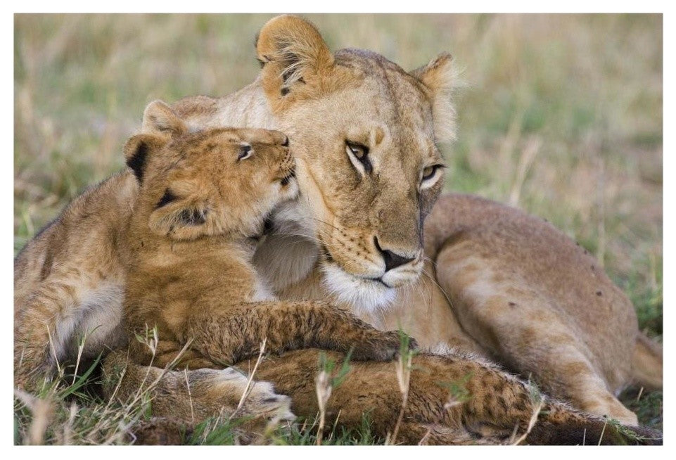 "Lion mother and young cubs, Masai Mara National Reserve" Paper Art, 26"x18"