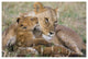 "Lion mother and young cubs, Masai Mara National Reserve" Paper Art, 26"x18"
