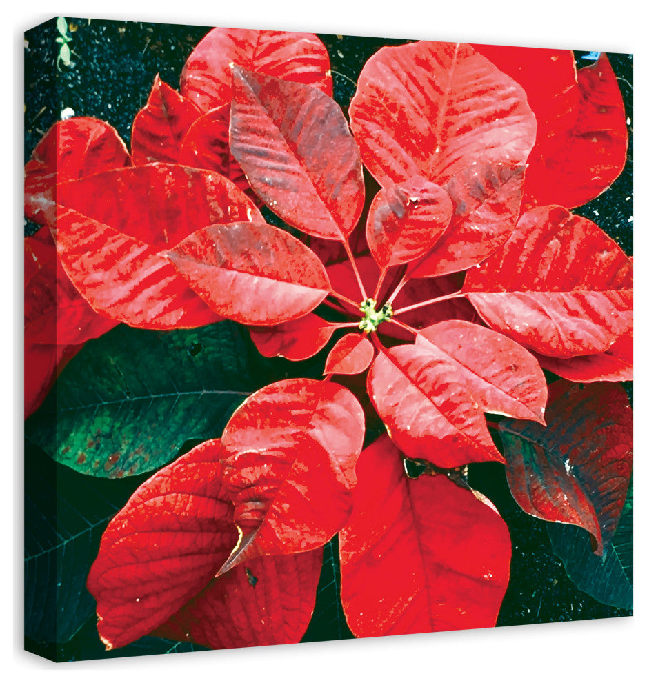 Pointsettia Close Up 2 20x20 Canvas Wall Art
