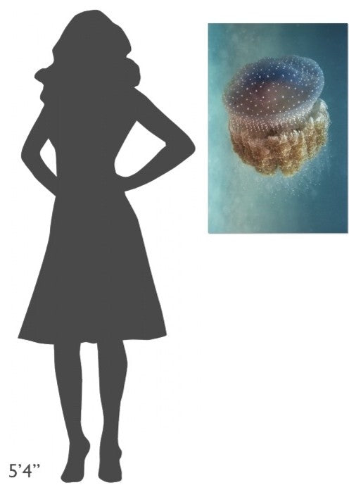 "Jellyfish Phylorhiza Punctata" Stretched Canvas Giclee by Yaron Halevy, 20x30"