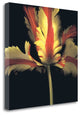 "French Parrot Tulip" By Andrew Levine, Giclee Print on Gallery Wrap Canvas