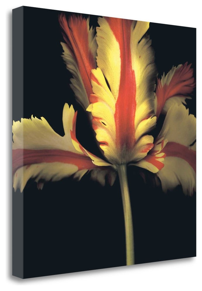 "French Parrot Tulip" By Andrew Levine, Giclee Print on Gallery Wrap Canvas