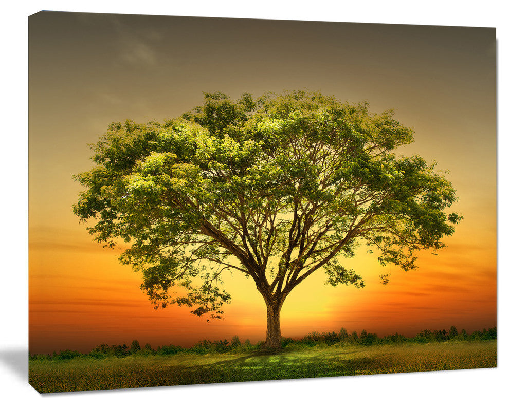Green Tree against Setting Sun, Trees Canvas Art Print, 60"x28"