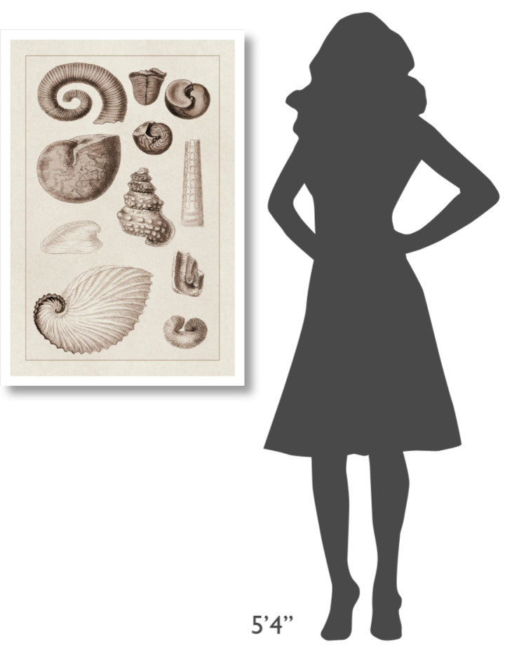 "Shells: Ammonacea (Sepia)" Digital Paper Print by G.B. Sowerby, 26"x38"
