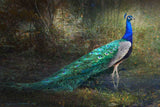 "Jungle Stream Peacock" Art Print, 91x61 cm