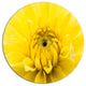 Yellow Chrysanthemum Gold Flower, Flower Disc Metal Wall Art, 11"