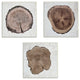 Tree Ring Cross Section Triptych Wall Plaque Art Set, 12x12
