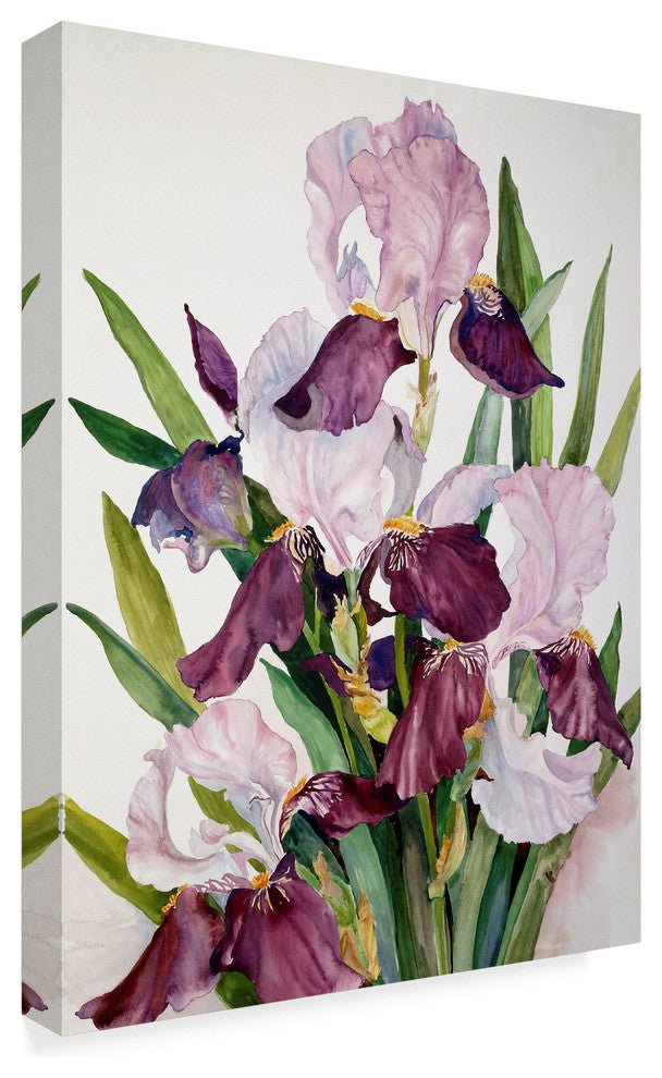 Joanne Porter ''Pink Maroon Iris'' Canvas Art, 32"x24"