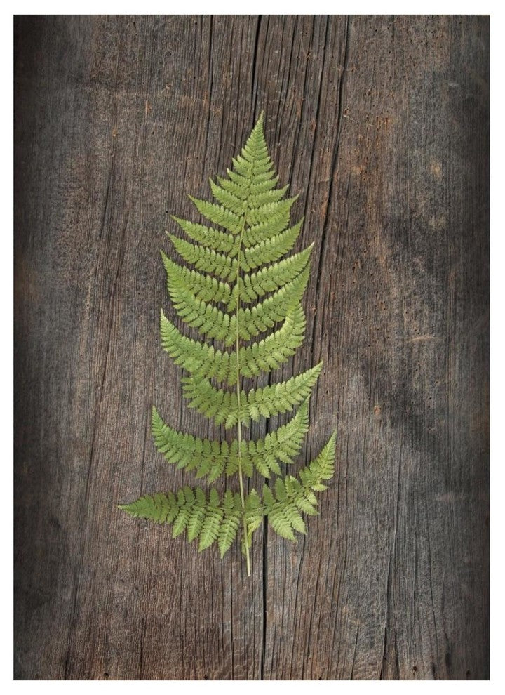"Woodland Fern I" Digital Paper Print by Sue Schlabach, 14"x18"
