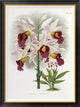 "Phajus Cocksonii" Framed Canvas Giclee by Robert Warner, 32"x42"