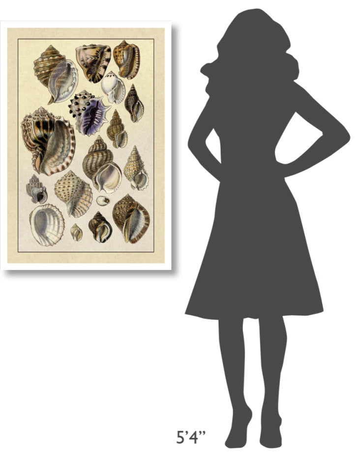 "Shells: Purpurifera" Digital Paper Print by G.B. Sowerby, 26"x38"