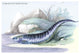 Gymnotus Fasciatus - Gallery Wrapped Canvas Art 28" x 42"
