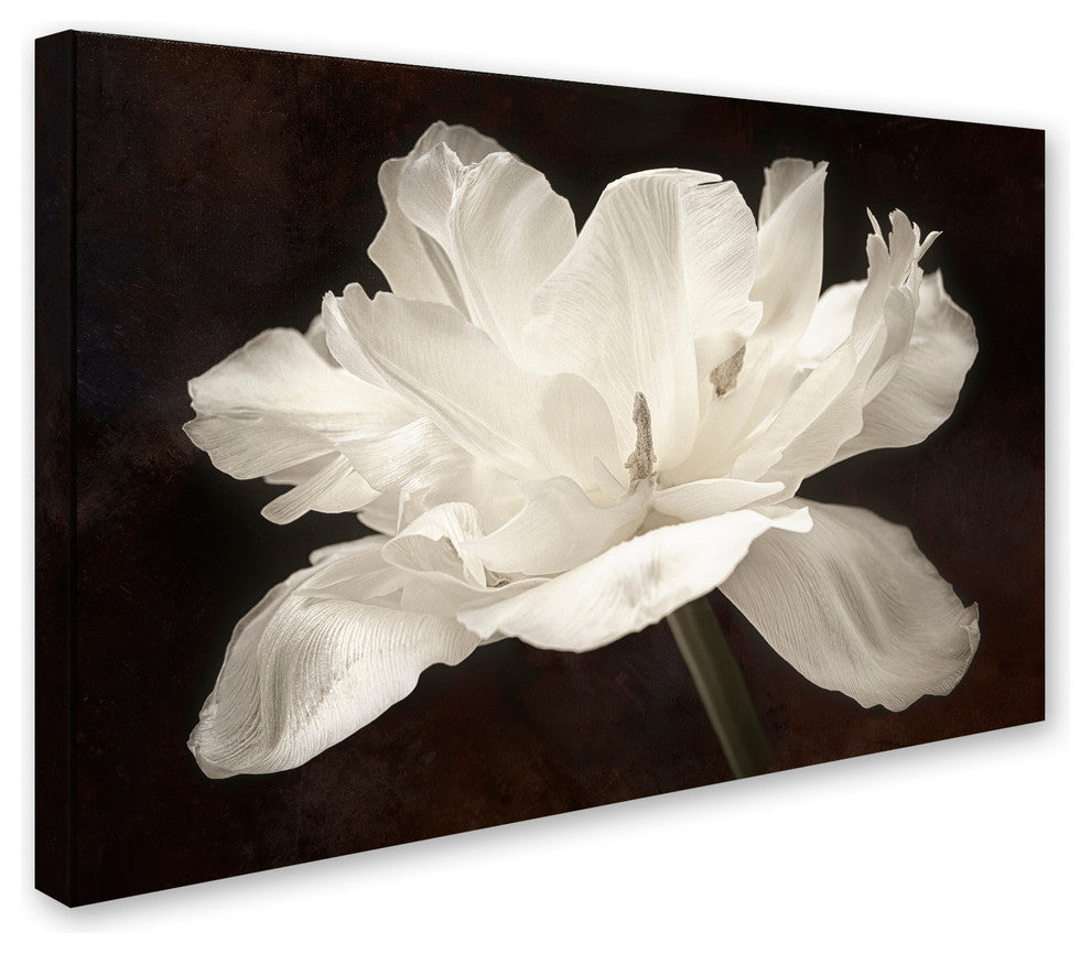 Cora Niele 'White Tulip I' Canvas Art
