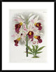 "Phajus Cocksonii" Framed Digital Print by Robert Warner, 23"x30"