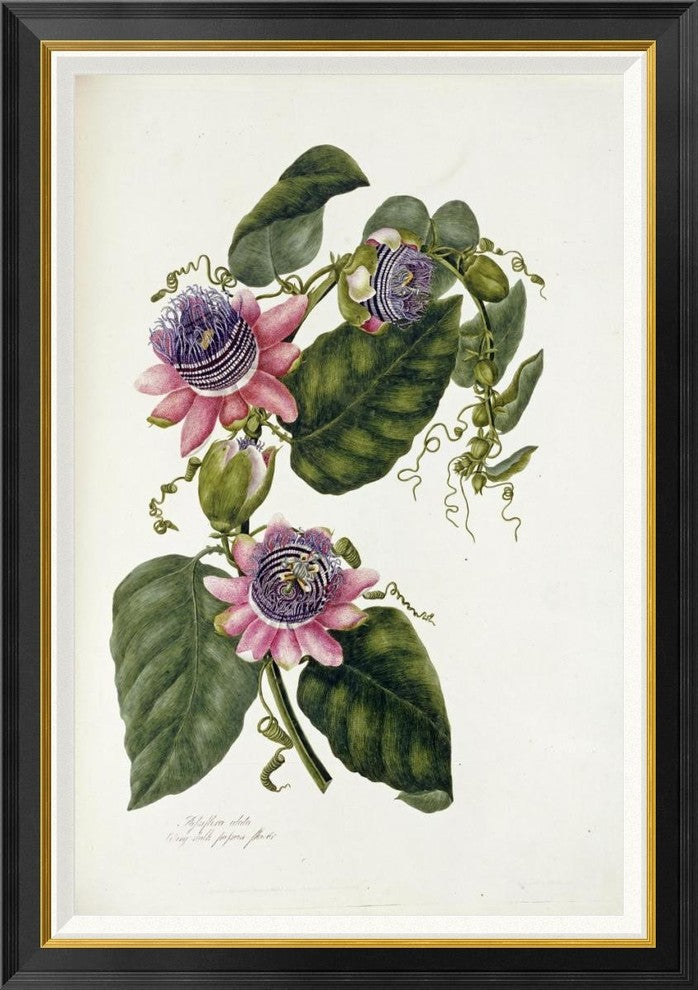 "Passion Flowers" Framed Canvas Giclee by Mary Lawrence, 30"x42"