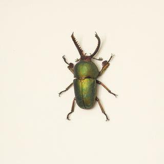Real Stag Beetle Framed Insect