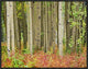 Aspen Trees and Fireweed, Collegiate Peaks Wilderness Area, Colorado, 24"x18"