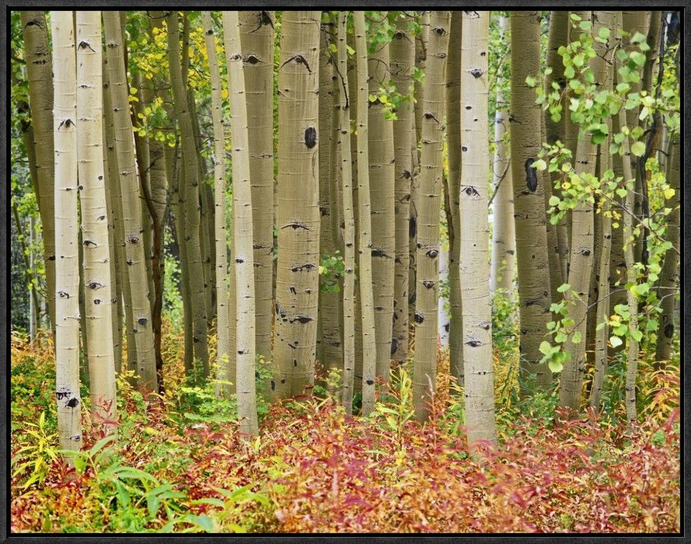 Aspen Trees and Fireweed, Collegiate Peaks Wilderness Area, Colorado, 24"x18"