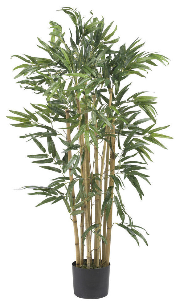 3' Multi Bambusa Bamboo Silk Tree