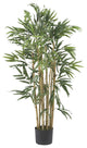 3' Multi Bambusa Bamboo Silk Tree