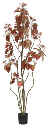 5' Rogot Rurple Tree W/Pot-Red