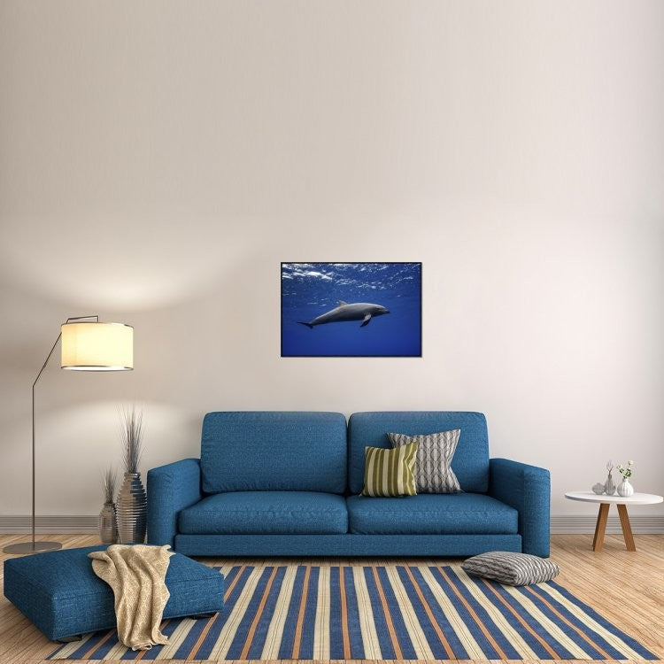 "Dolphin" Framed Canvas Giclee by Barathieu Gabriel, 37x25"