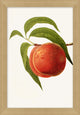 Fruit Harvest 9
