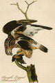 Rough Legged Buzzard - Fine Art Giclee Print 24" x 36"