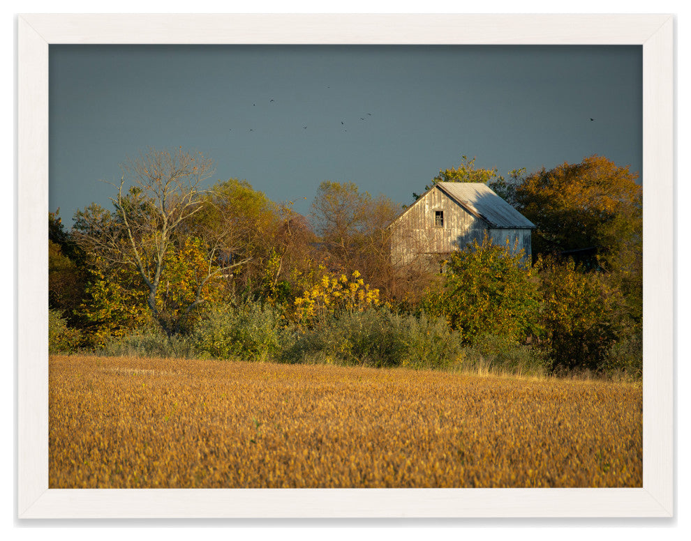 Abandoned Barn In The Trees Framed Photo Paper Wall Art Prints, White, 12" X 16"