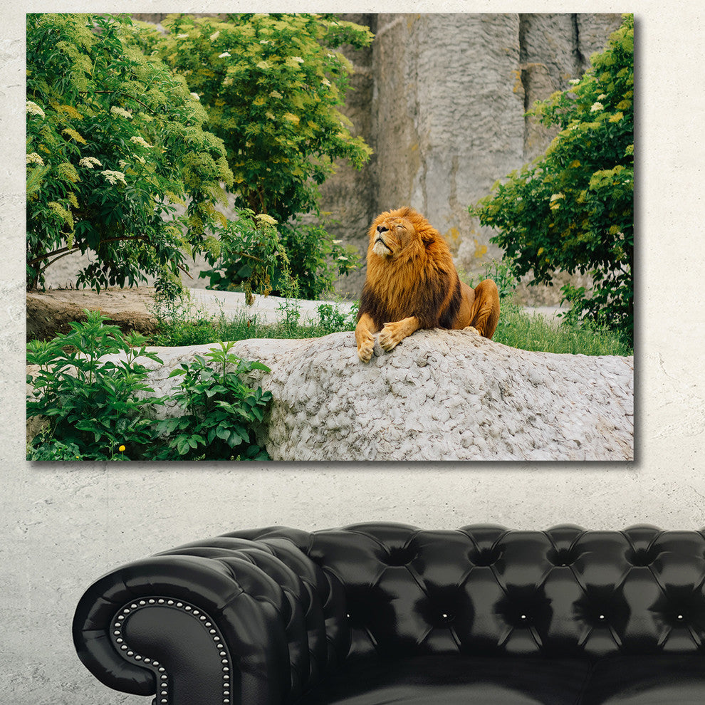 Big Lion Lying On Stones in Zoo, Landscape Canvas Art Print, 40"x30"