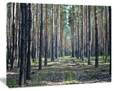 Forest Road in Thick Woods, Modern Forest Canvas Art, 60"x28"
