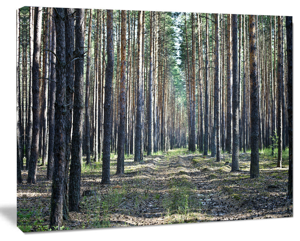 Forest Road in Thick Woods, Modern Forest Canvas Art, 60"x28"