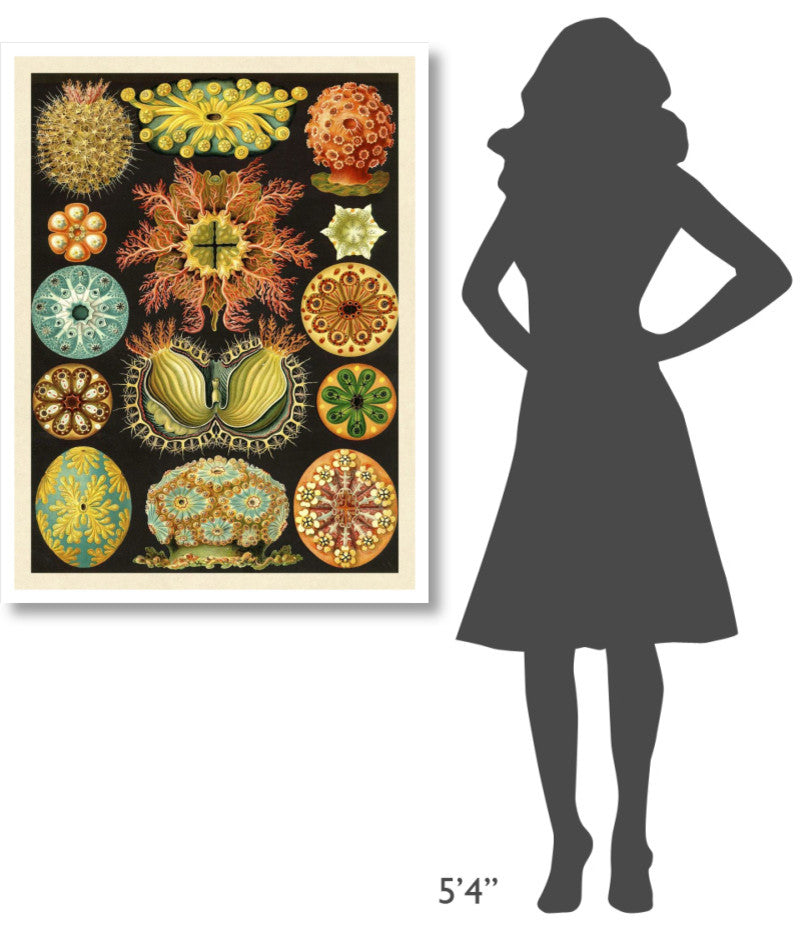 "Haeckel Nature Illustrations: Ascidiae" Paper Print by Ernst Haeckel, 32"x42"