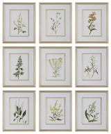 Uttermost - 32339 - Framed Prints, S/9 - Botanical Flowers - Champagne Gold