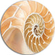 Brown Nautilus Shell Pattern, Abstract Art Disc Metal Wall Art, 11"