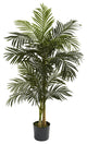 5' Golden Cane Palm Tree