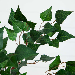 Close-up of leaves on white background; cropped view of foliage.