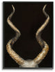 Goat Horns Shadow Black Gold Animal Painting, 24"x30"