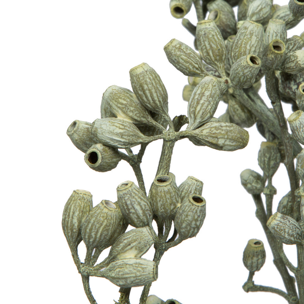 Vickerman H1Eyp150 Botanicals 12"X1-3" Eucalyptus Clusters Stem Green Frosted