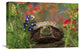 "Western Box Turtle Among Lupine And Indian Paintbrush, North America" Artwork