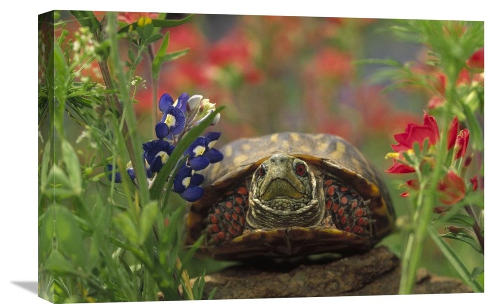 "Western Box Turtle Among Lupine And Indian Paintbrush, North America" Artwork