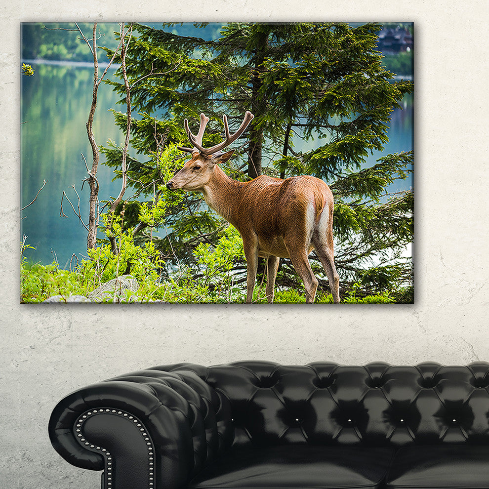 "Deer Stag Near the Lake" Animal Canvas Art Print