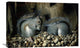 "Les Gloutons" Stretched Canvas Giclee by Joseph Decker, 30"x20"
