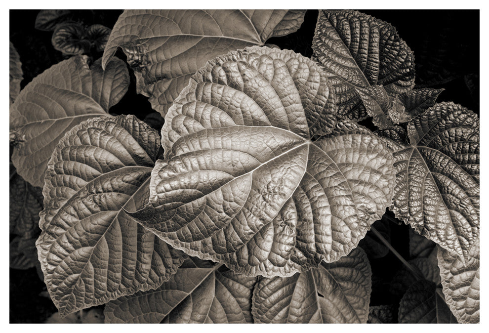 LEAF, Black and White, 20x30