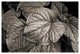 LEAF, Black and White, 20x30