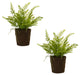 Potted Fern Plant, 3-Piece Set