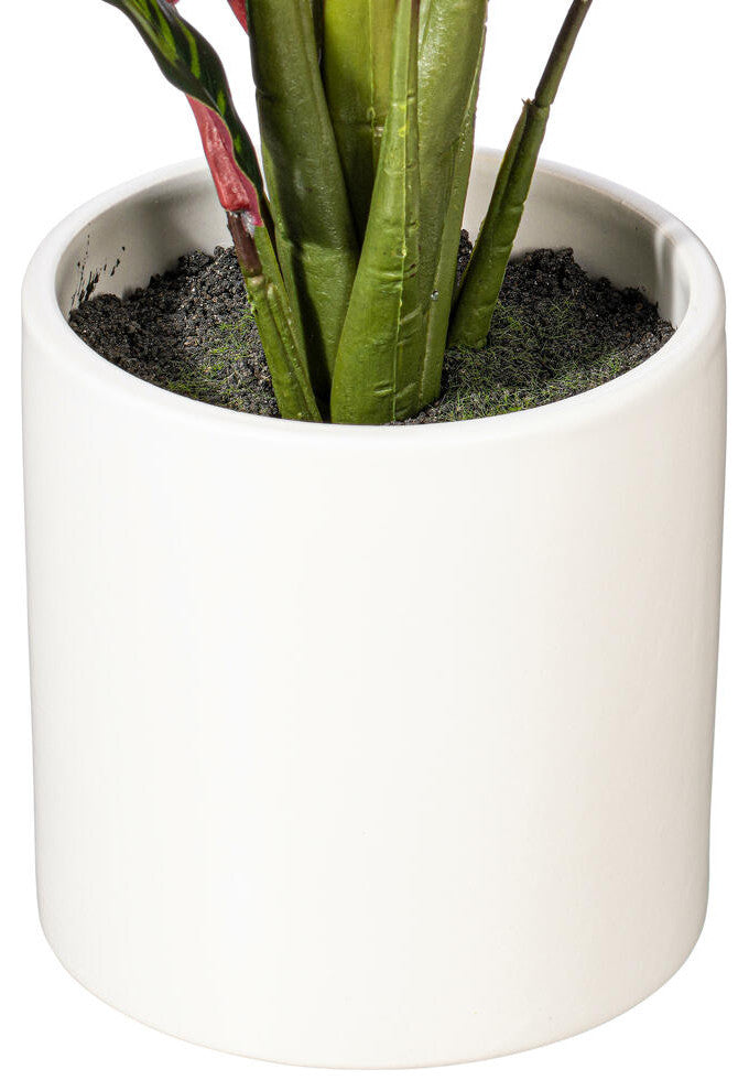 Vickerman 19" Rattlesnake Calathea Lancifolia, White Ceramic Pot.