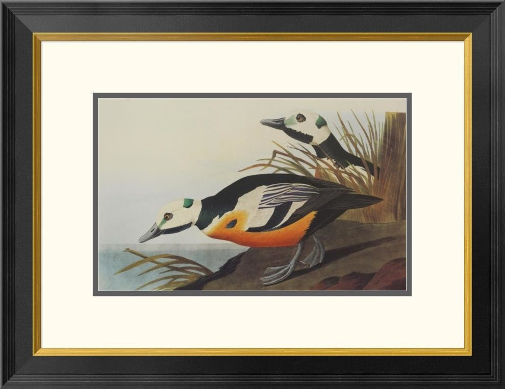 "Western Duck" Framed Digital Print by John James Audubon, 26"x20"